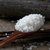 东北珍珠米5kg 米粒圆润饱满第2张高清大图