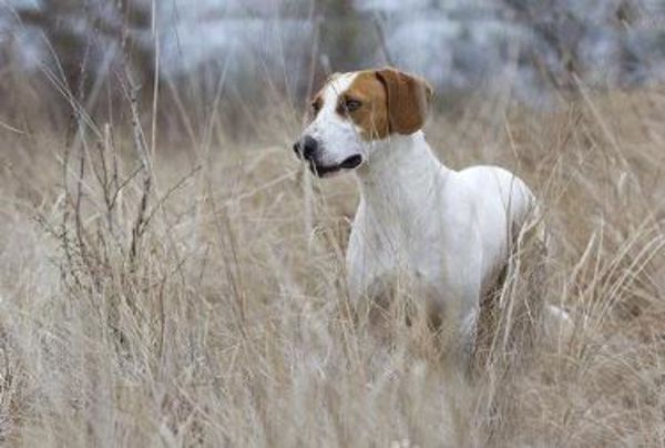 伊斯特拉平毛獵犬,英文名:istrian short-haired hound,屬於中型犬.