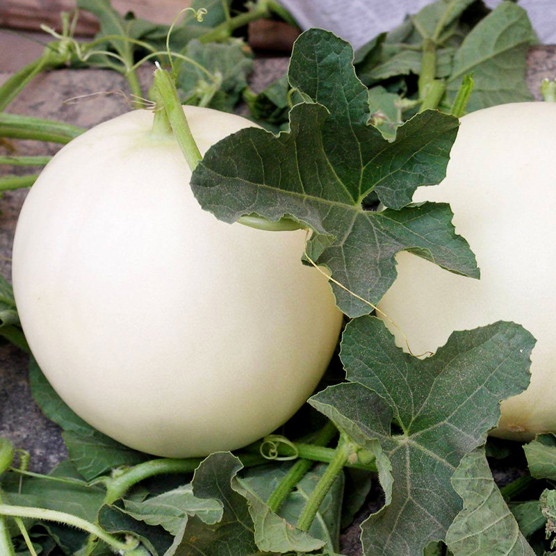 村夫之树阎良白肉密甜瓜5斤装香甜多汁产地直发