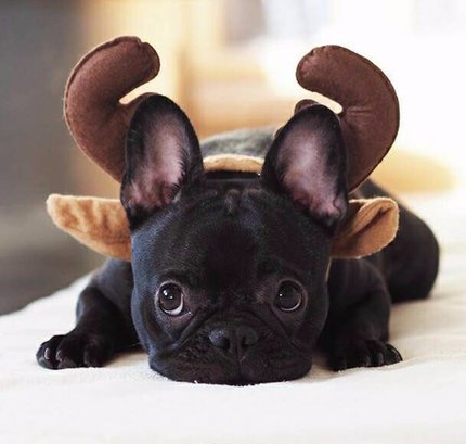 可爱的黑色小斗牛