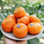 鲜有机荟澳洲柑橘10个装第2张高清大图